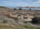Leucate